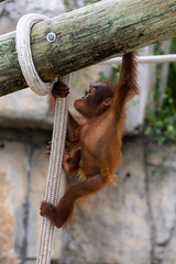 3 month old Orangutan  (1)