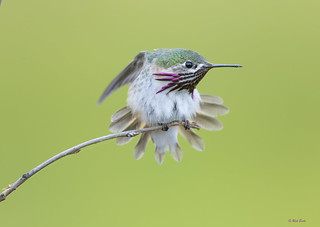 Calliope Hummingbird