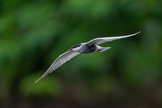 黑腹燕鷗 Whiskered Tern