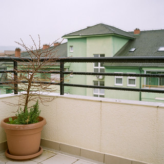 Rooftop Plant - Kodak Gold 200