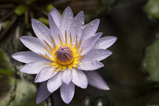 Nymphaea lotus,