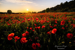 Poppies Field at Sunset Explore 22 May 2022 - Photo of Boissières