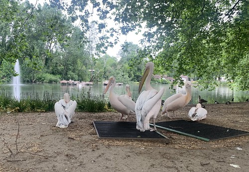 Poem: In praise of Gargi, the only Pelican with wings in St James’s Park