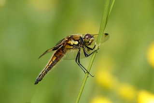 four-spotted dragonfly