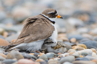 Ringed Plover and chick.