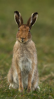 Irish Hare- not sure who was more surprised the Hare or the photographer as it ran towards me