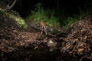 Roe deer buck at night