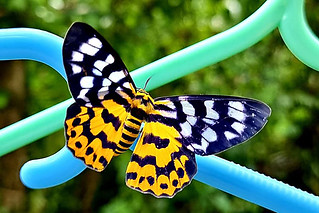 (Dysphania plena) a false Tiger moth