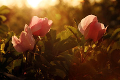 Wild Roses at Sunset