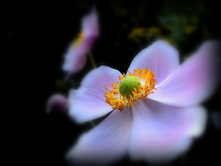 Japanska anemona / Japanese anemone (Anemone hupehensis)