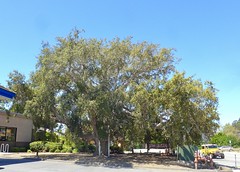 Cork Oak planted in 1879, Santa Cruz