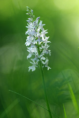Orchidée blanche - Photo of Salies-du-Salat