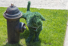 Urinary Topiary, Grant City