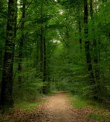 Lost in the woods - Photo of Saint-Martin-des-Noyers