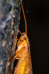 Limnephilidae - Photo of Montmeillant