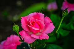Pink Rose in the gardens of the Mission San Francisco de la Espada - San Antonio TX