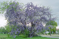 Wisteria-Covered Tree, Richland Hills, 2004