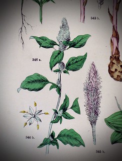 Amaranth (Amaranthus species)