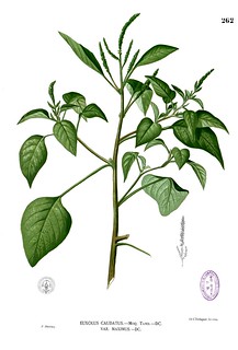 Green amaranth (Amaranthus viridis)