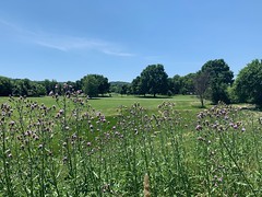 Meadow from the Anacostia Trail