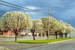 Bradford Pears, North Richland Hills, 2004