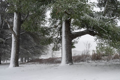 Norway Spruce at the State Arboretum of Virginia