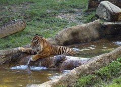 Memphis Zoo 09-02-2010 - Tiger 23