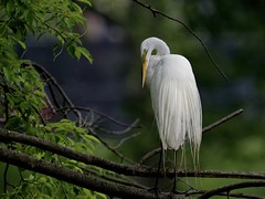 A Great Egret