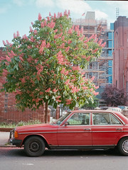 Old Mercedes and Blooming Tree