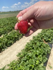 Fresh-picked strawberry