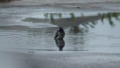 Pigeon in a Puddle