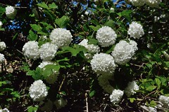 Arbuste ornemental - Photo of Rencurel