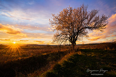 Blossoming Tree at Sunset - 08 june 22 Explore - Photo of Milhaud