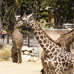 LA Zoo June 2022 -239