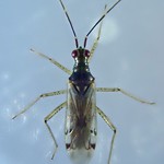 Dicyphus errans (Wolff 1804) ♀ (Hemiptera Miridæ Bryocorinæ Dicyphini Dicyphina) - https://www.flickr.com/people/132574141@N04/
