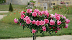 A dream rose tree - Photo of Fontenay