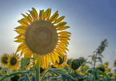 Sunflowers at Sundown
