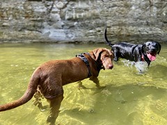 Doggy splash time