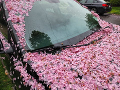 Car Covered In Cherry Blossom Petals