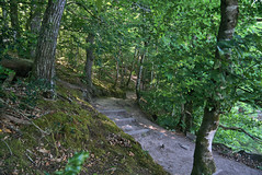 Chemin de forêt - Photo of Auray
