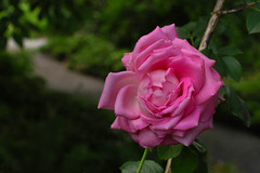 June Is Rose Month In The Northeast Of The U.S.