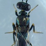 Calosota vernalis Curtis 1836 ♂ (Hymenoptera Eupelmidæ Calosotinæ Calosotini) - https://www.flickr.com/people/132574141@N04/