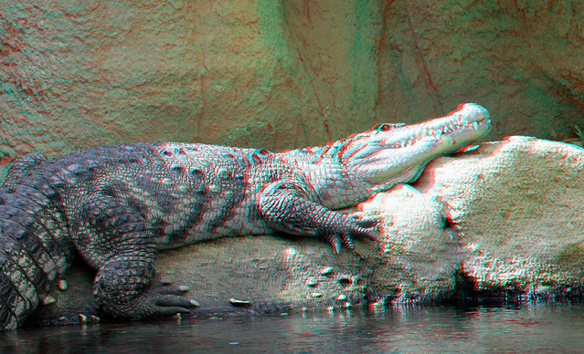 Croc Blijdorp Zoo Rotterdam 3D