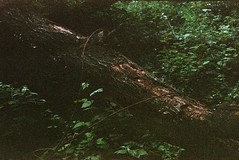 Fallen Tree [#002203]