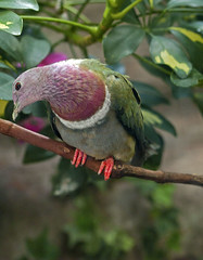 Memphis Zoo 09-02-2010 - Tropical Bird House 47 - Pink-headed Fruit Dove