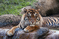 Memphis Zoo 09-02-2010 - Tiger 30