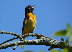 Orchard Oriole (Juv.)