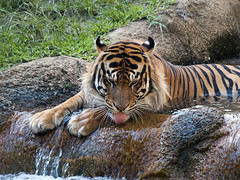 Memphis Zoo 09-02-2010 - Tiger 28