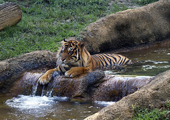 Memphis Zoo 09-02-2010 - Tiger 33