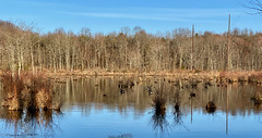Cheltenham Wetlands Park